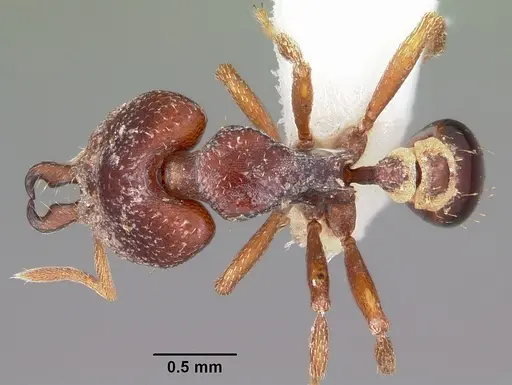 Strumigenys ochosa specimen CASENT0102620 image casent0102620_1