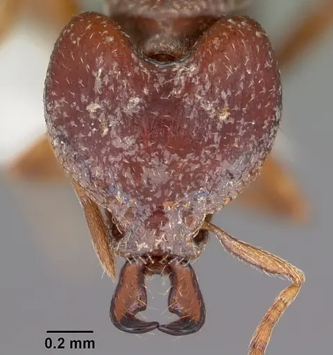 Strumigenys ochosa specimen CASENT0102620 image casent0102620_2