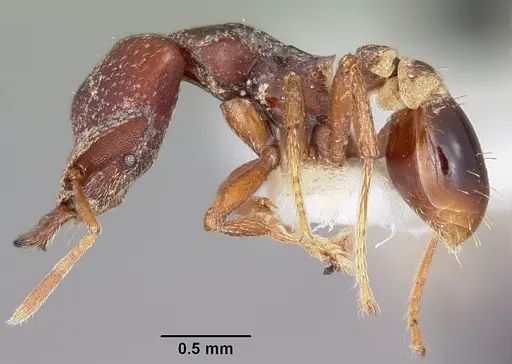 Strumigenys ochosa specimen CASENT0102620 image casent0102620_3