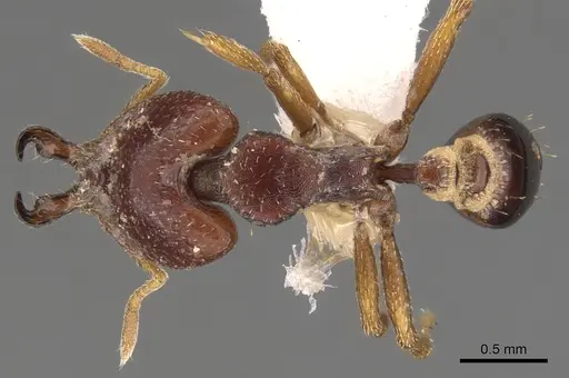 Strumigenys ochosa specimen CASENT0900787 image casent0900787_1