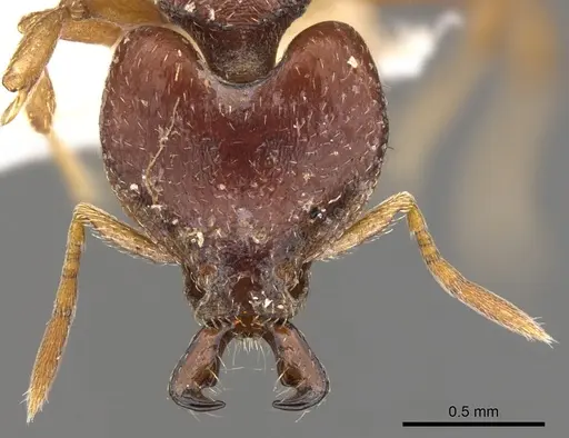 Strumigenys ochosa specimen CASENT0900787 image casent0900787_2