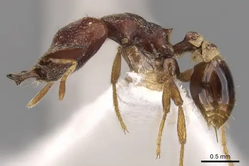 Strumigenys ochosa specimen CASENT0900787 image casent0900787_3