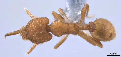 Strumigenys oconitrilloae specimen ANTWEB1053264 image antweb1053264_1