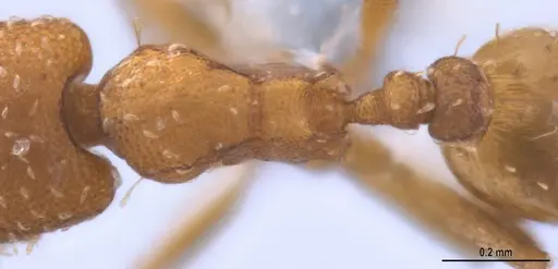 Strumigenys oconitrilloae specimen ANTWEB1053264 image antweb1053264_2