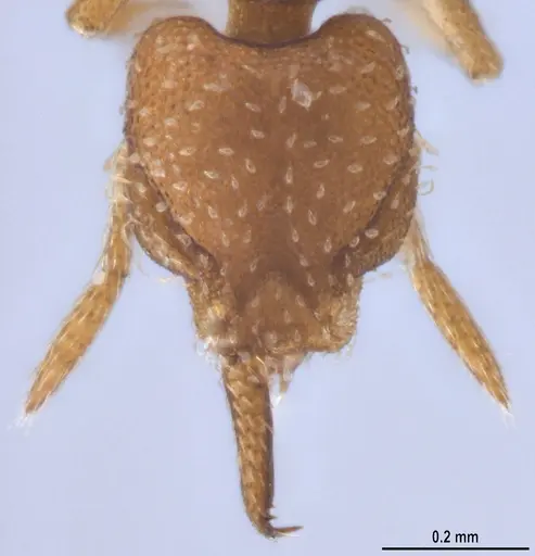 Strumigenys oconitrilloae specimen ANTWEB1053264 image antweb1053264_3