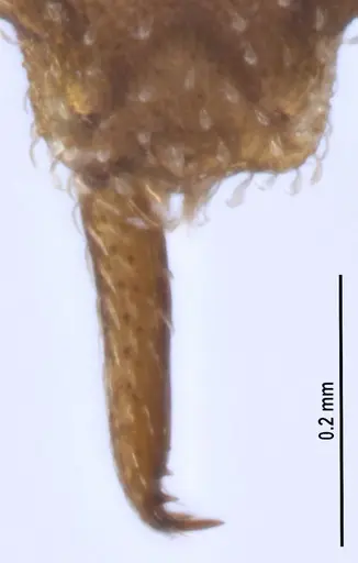 Strumigenys oconitrilloae specimen ANTWEB1053264 image antweb1053264_4
