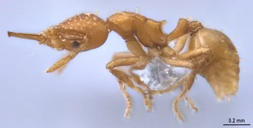 Strumigenys oconitrilloae specimen ANTWEB1053264 image antweb1053264_5