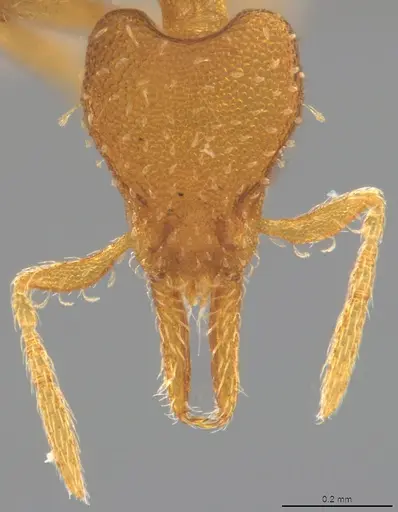 Strumigenys oconitrilloae specimen CASENT4036159 image casent4036159_1