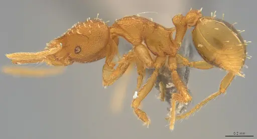 Strumigenys oconitrilloae specimen CASENT4036159 image casent4036159_2
