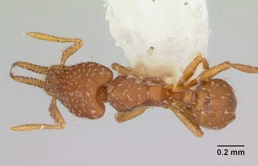 Strumigenys oconitrilloae specimen INB0003621500 image inb0003621500_1