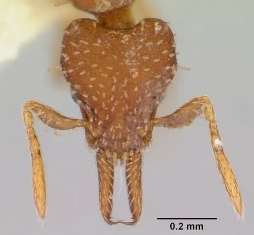 Strumigenys oconitrilloae specimen INB0003621500 image inb0003621500_2
