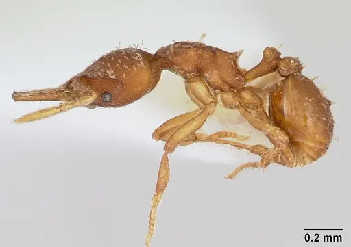 Strumigenys oconitrilloae specimen INB0003621500 image inb0003621500_3