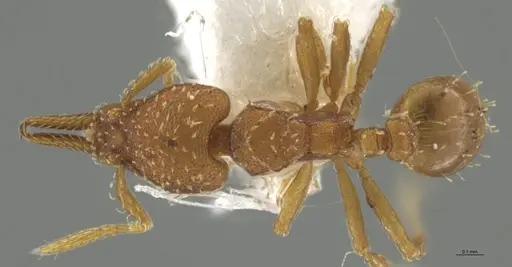 Strumigenys oconitrilloae specimen INB0003624227 image inb0003624227_1