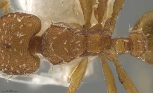 Strumigenys oconitrilloae specimen INB0003624227 image inb0003624227_2