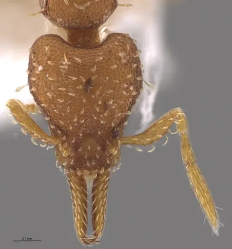 Strumigenys oconitrilloae specimen INB0003624227 image inb0003624227_3