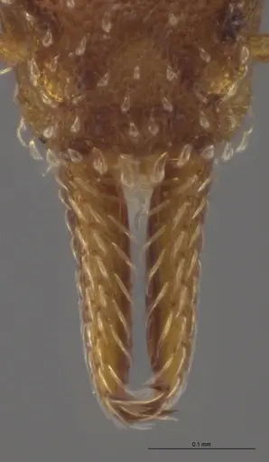 Strumigenys oconitrilloae specimen INB0003624227 image inb0003624227_4