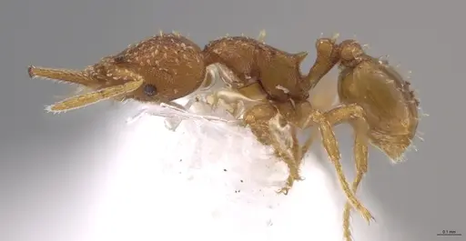 Strumigenys oconitrilloae specimen INB0003624227 image inb0003624227_5