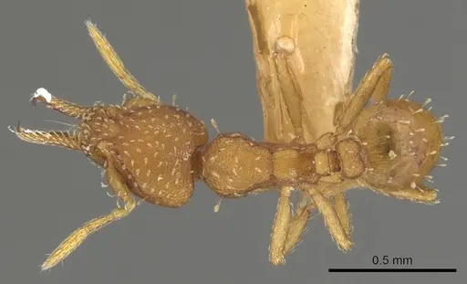 Strumigenys oconitrilloae specimen INBIOCRI001224828 image inbiocri001224828_1
