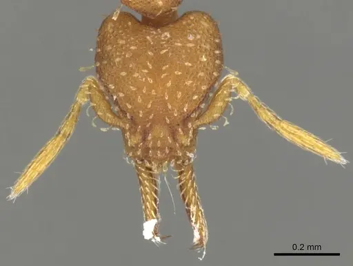 Strumigenys oconitrilloae specimen INBIOCRI001224828 image inbiocri001224828_2