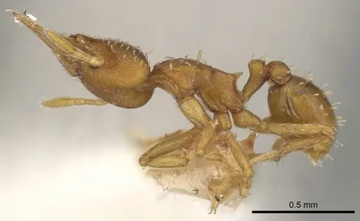 Strumigenys oconitrilloae specimen INBIOCRI001224828 image inbiocri001224828_3