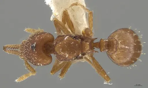 Strumigenys oconitrilloae specimen INBIOCRI002281849 image inbiocri002281849_1