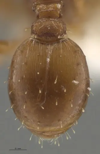Strumigenys oconitrilloae specimen INBIOCRI002281849 image inbiocri002281849_2