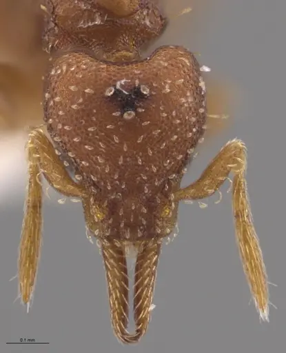 Strumigenys oconitrilloae specimen INBIOCRI002281849 image inbiocri002281849_3