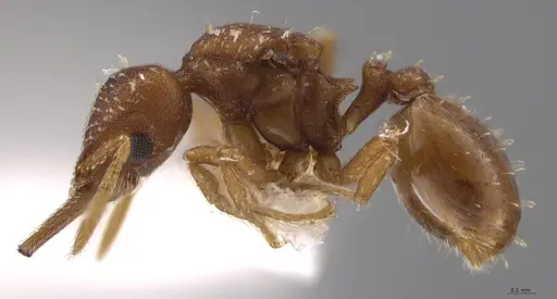 Strumigenys oconitrilloae specimen INBIOCRI002281849 image inbiocri002281849_4
