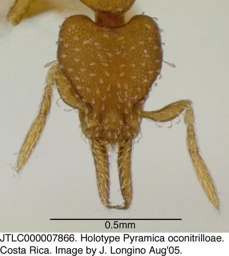 Strumigenys oconitrilloae specimen JTLC000007866 image jtlc000007866_1