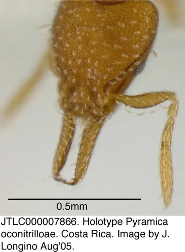 Strumigenys oconitrilloae specimen JTLC000007866 image jtlc000007866_2