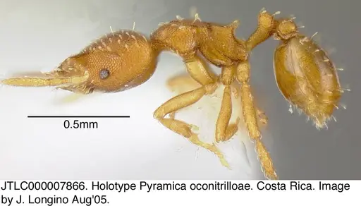 Strumigenys oconitrilloae specimen JTLC000007866 image jtlc000007866_3