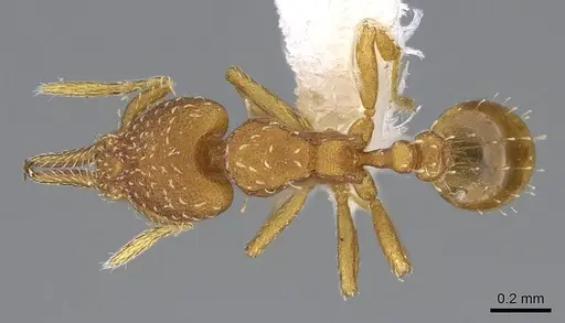Strumigenys oconitrilloae specimen JTLC000007869 image jtlc000007869_1