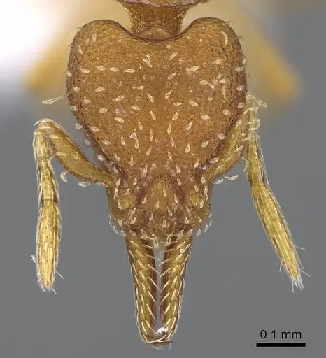 Strumigenys oconitrilloae specimen JTLC000007869 image jtlc000007869_2