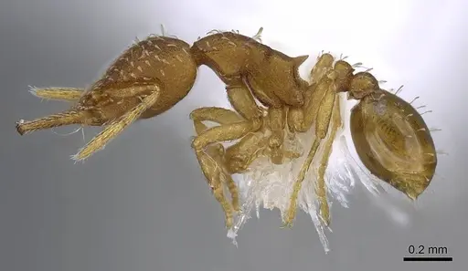 Strumigenys oconitrilloae specimen JTLC000007869 image jtlc000007869_3