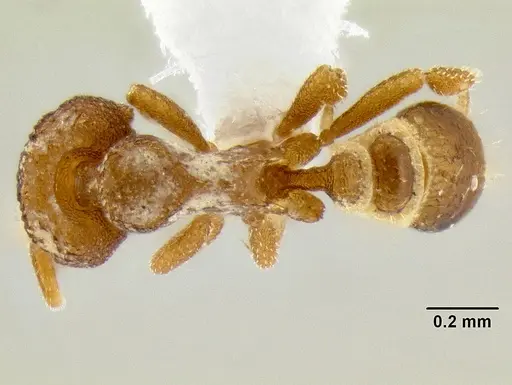 Strumigenys ocypete specimen CASENT0217341 image casent0217341_1