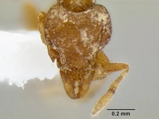 Strumigenys ocypete specimen CASENT0217341 image casent0217341_2