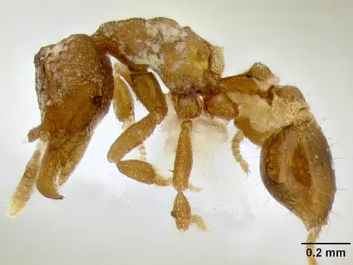 Strumigenys ocypete specimen CASENT0217341 image casent0217341_3