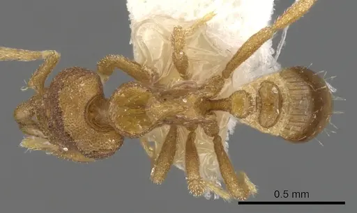 Strumigenys ocypete specimen CASENT0900141 image casent0900141_1