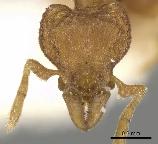 Strumigenys ocypete specimen CASENT0900141 image casent0900141_2