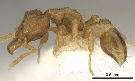 Strumigenys ocypete specimen CASENT0900141 image casent0900141_3
