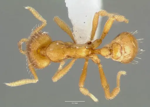 Strumigenys odacon specimen CASENT0005617 image casent0005617_1