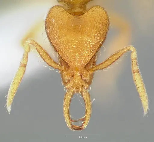 Strumigenys odacon specimen CASENT0005617 image casent0005617_2