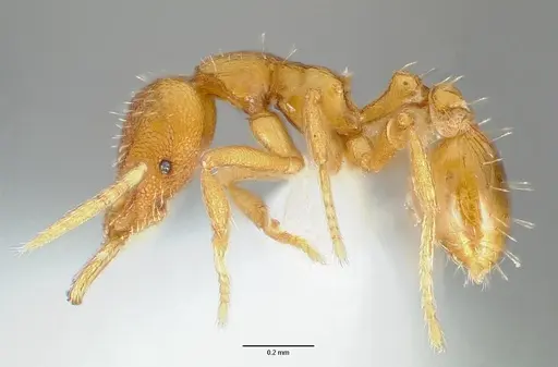 Strumigenys odacon specimen CASENT0005617 image casent0005617_3