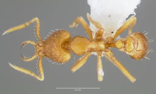 Strumigenys odacon specimen CASENT0005618 image casent0005618_1