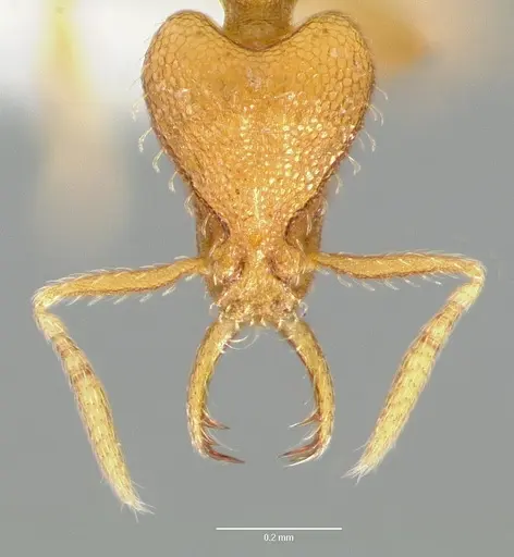 Strumigenys odacon specimen CASENT0005618 image casent0005618_2