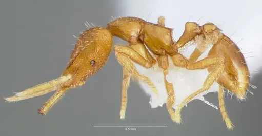 Strumigenys odacon specimen CASENT0005618 image casent0005618_3
