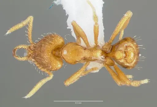 Strumigenys odacon specimen CASENT0005619 image casent0005619_1