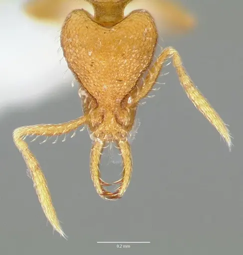 Strumigenys odacon specimen CASENT0005619 image casent0005619_2