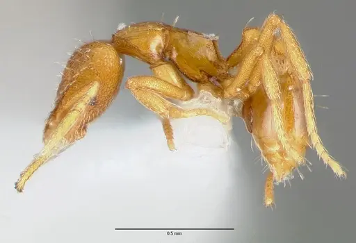 Strumigenys odacon specimen CASENT0005619 image casent0005619_3