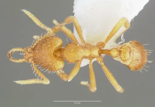 Strumigenys odacon specimen CASENT0005620 image casent0005620_1